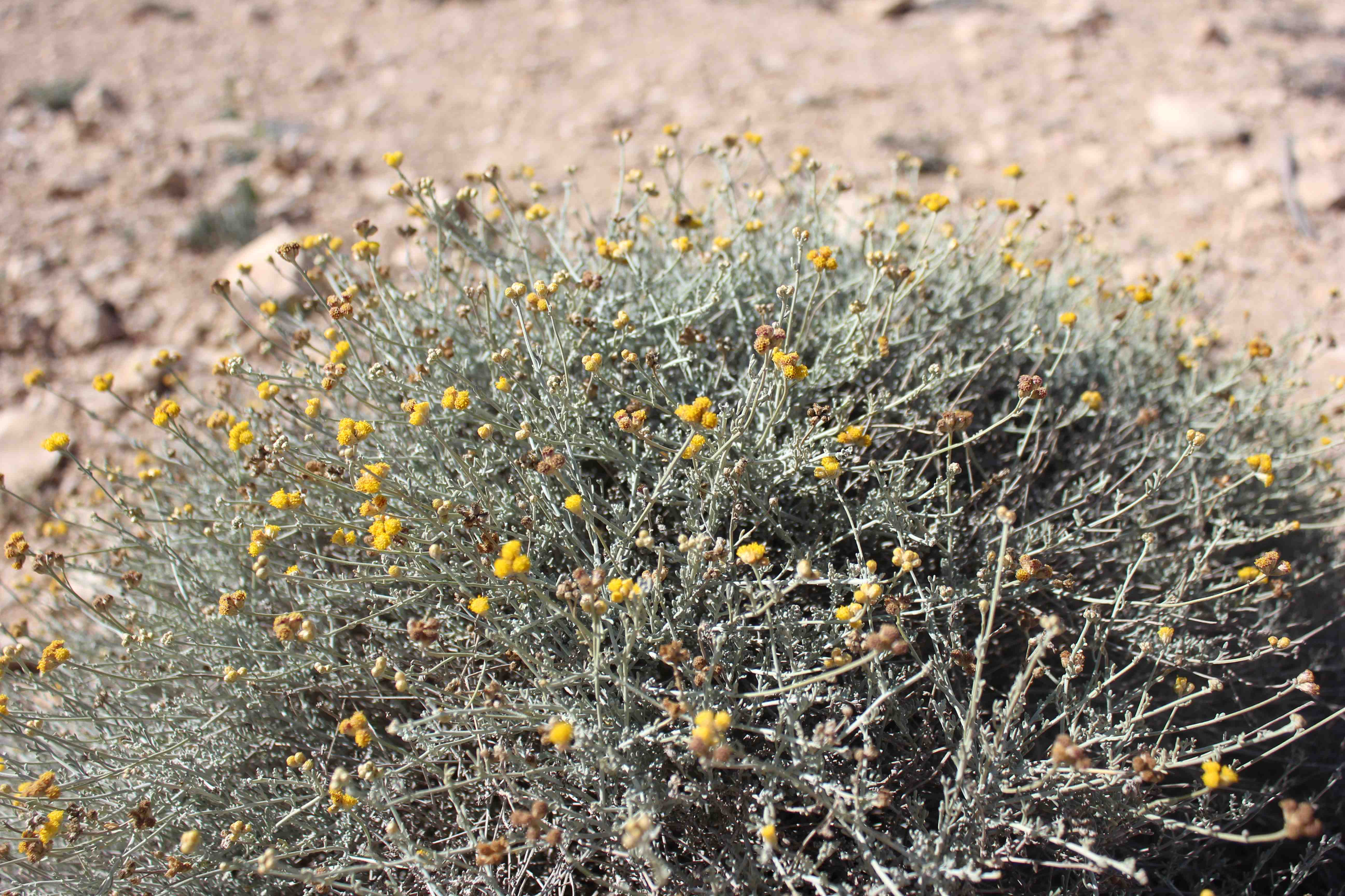 Plant Image